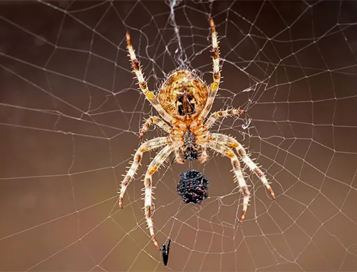 Dedetização de Aranhas na Vila Perus