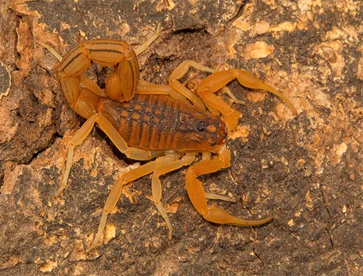 Dedetização de Escorpiões na Vila Perus