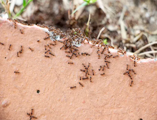 Dedetização de Formigas na Vila Perus