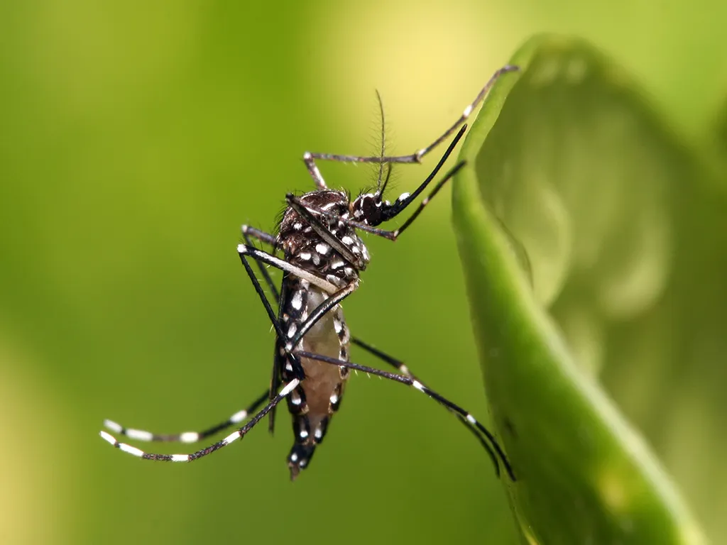 Dedetização de Mosquitos na Vila Perus