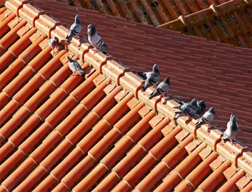Dedetização de Pombos na Vila Perus