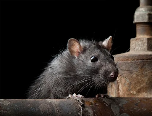 Dedetização de Ratos na Vila Perus
